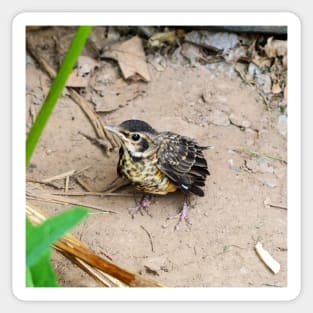 Young American Robin On The Ground Sticker